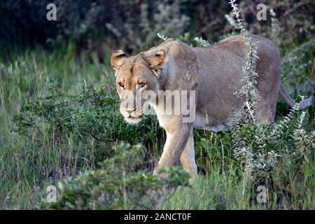 Erwachsene Frau Löwe wandern, Panthera leo, Gras, Sommer, Etosha National Park, Namibia, Afrika RM Stockfoto