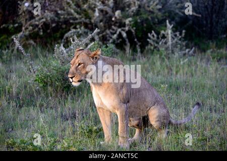 Erwachsene Frau Löwe hockend, Panthera leo, Gras, Sommer, Etosha National Park, Namibia, Afrika RM Stockfoto