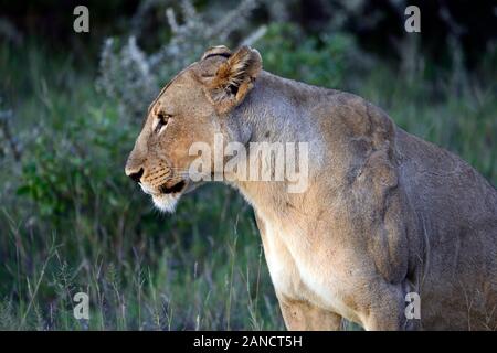 Erwachsene Frau Löwe sitzend, Panthera leo, Gras, Sommer, Etosha National Park, Namibia, Afrika RM Stockfoto