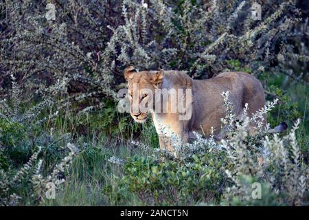Erwachsene Frau Löwe wandern, Panthera leo, Gras, Sommer, Etosha National Park, Namibia, Afrika RM Stockfoto