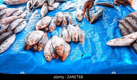 Frischer Fisch liegt auf einem Tisch in einem Fischmarkt in Mbour, Senegal. Es ist in der Nähe von Dakar, Afrika. Sie sind große und kleine Fische verschiedener Arten. Stockfoto