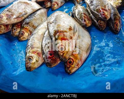 Frischer Fisch liegt auf einem Tisch in einem Fischmarkt in Mbour, Senegal. Es ist in der Nähe von Dakar, Afrika. Sie sind große und kleine Fische verschiedener Arten. Stockfoto