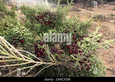 Phönizischer Wacholder (Juniperus phoenicea, Syn. Juniperus Turbinata), vom permanenten Wind an der Küste zu Boden gedrückt, Bafra, Karpaz Halbinsel, Stockfoto