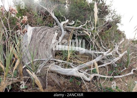 Phönizischer Wacholder (Juniperus phoenicea, Syn. Juniperus Turbinata), vom permanenten Wind an der Küste zu Boden gedrückt, Bafra, Karpaz Halbinsel, Stockfoto