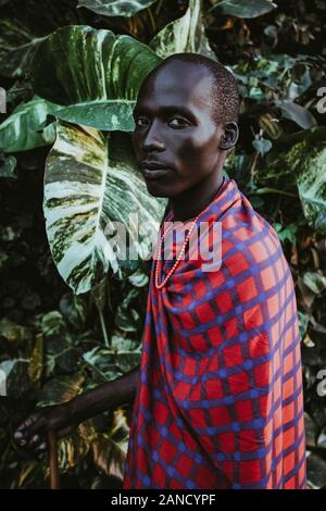 Maasai Mann in traditioneller Kleidung vor grünen Blättern Stockfoto