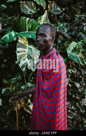 Maasai Mann in traditioneller Kleidung vor grünen Blättern Stockfoto