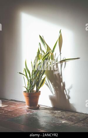 Sanseveria Pflanze in einem Topf, der sich gegen die Wand lehnt und dabei etwas Sonne fängt. Stockfoto