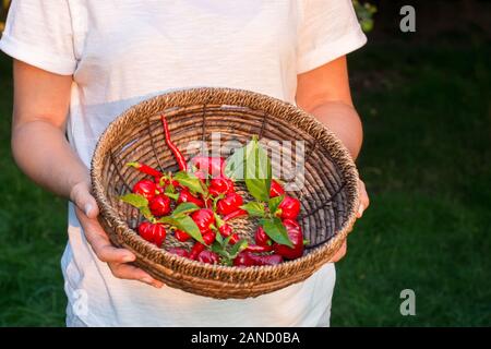 Red chili Habanero und Cayenne in den Korb Stockfoto