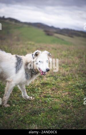 Ein Border Collie mit hellblauen Augen geht im Feld Stockfoto