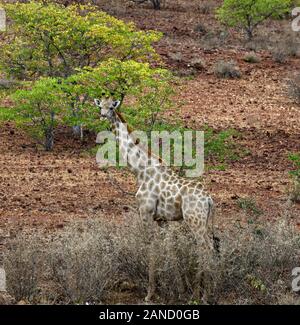 Südliche giraffe Giraffa Camelopardalis, Mopani, Woodland, arib scrub Wüste, trockene Landschaft, Ugab Tal, Damaraland, Namibia, RM Afrika Stockfoto