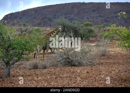 Südliche giraffe Giraffa Camelopardalis, Mopani, Woodland, arib scrub Wüste, trockene Landschaft, Ugab Tal, Damaraland, Namibia, RM Afrika Stockfoto