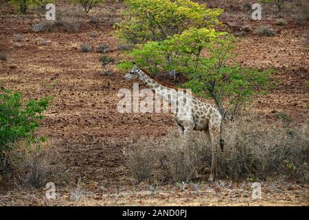 Südliche giraffe Giraffa Camelopardalis, Mopani, Woodland, arib scrub Wüste, trockene Landschaft, Ugab Tal, Damaraland, Namibia, RM Afrika Stockfoto