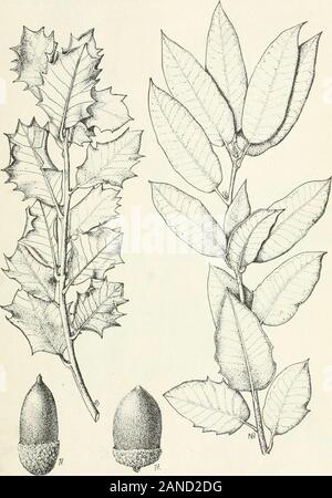Wald Bäume des Pazifik Hang. Abb. 1.52.-Qucrcus chrysulcpis. Südwestecke von Oregon und nach Süden in die Berge von Kalifornien, excepteast Seite der Sierras und soutlieastern Wüste, in nördlichen Unteren Kalifornien; ostwärts throughmountains des zentralen und südlichen Arizona, nördlichen Sonora, und im südwestlichen Neue FOBEST TEEES DER PAZIFISCHEN HANG. 297 Mexiko - im Norden, in einer Höhe von etwa 1.000 bis 5.000 Fuß, und im Süden, die ^^t 2.500 ToOteeL RepoKed aus dem Süden von Utah und Nevada, Hütte authentische Aufzeichnungen über. ts e. ist-^X^:^-S&gt; a: ttS; ntains südlich von Kuh Creei. Vai. ey. trihutary C Stockfoto