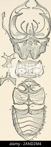 Ein text-Buch der Entomologie, einschließlich der Anatomie, Physiologie, Embryologie und Metamorphosen der Insekten, für den Einsatz in landwirtschaftlichen und technischen Schulen und Hochschulen sowie durch die Arbeitsgruppe Entomologe. Ula. - Diese sind die Hohlräume, in denen thelegs eingefügt werden. Sie aresituated auf jeder Seite des theposterior Teil des Ster-num, in jedem Der thoracicsegments. Sie sind, im Allgemeinen, gebildet durch eine Er- tionen des Brustbeins andepimerum, und manchmal auch Der episternum, wie inDyticus (Abb. 97, A). Thisconsolidation der Teile, saysNewport, gibt einen amazingincrease der Stärke thesegment Stockfoto