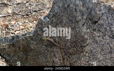 Agama agama Planiceps, Namib rock, Drachen Echse, weiblich, Fels, Felsen, Klip river valley, Kunene region, arib scrub Wüste, trockene Landschaft, Ugab Tal, Damarala Stockfoto