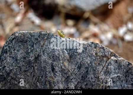 Agama agama Planiceps, Namib rock, Drachen Echse, weiblich, Fels, Felsen, Klip river valley, Kunene region, arib scrub Wüste, trockene Landschaft, Ugab Tal, Damarala Stockfoto