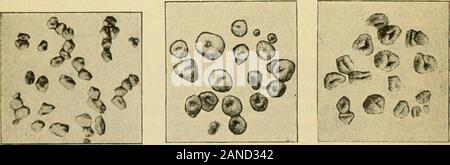 Praktische Physiologische Chemie; ein Buch für den Einsatz in Kursen in praktische Physiologische Chemie in Schulen der Medizin und der Wissenschaft entwickelt. Abb. 12.- Roggen. Abb. 13.- Gerste. Abb. 14.- Hafer.. Abb. 15.- Buchweizen. Abb. 16. ^-^ Mais. Abb. 17.- Reis. Stockfoto