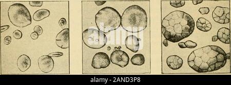 Praktische Physiologische Chemie; ein Buch für den Einsatz in Kursen in praktische Physiologische Chemie in Schulen der Medizin und der Wissenschaft entwickelt. Abb. 9.- Kartoffel. Abb. 10.- Bean. Abb. II - Maranta.. Abb. 12.- Roggen. Abb. 13.- Gerste. Abb. 14.- Hafer. Stockfoto