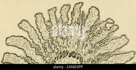 Der menschlichen Anatomie, einschließlich der Struktur und Entwicklung und praktischen Erwägungen. Parietale Cell^^ 5^ &Lt;tieferen Teil g: astric Drüsen von Fundus, Anzeigen twovarieties Futter Zellen und Sekretion - Kapillaren anschließen pari-etal Zellen mit Lumen. • 423. thp: Magen. L 62 i der Nähe des pylorus, und manchmal auch an der Cardia, eine Reihe von smalllymphatic Knoten - die sogenannte linsenförmige Drüsen - in der Regel die deeperparts der Schleimhaut besetzen; gelegentlich tliey sind groß genug, um beinahe Freilauf Oberfläche erreichen. Die muscularis mucosae:, wie in anderen Teilen des Darmrohres, c Stockfoto