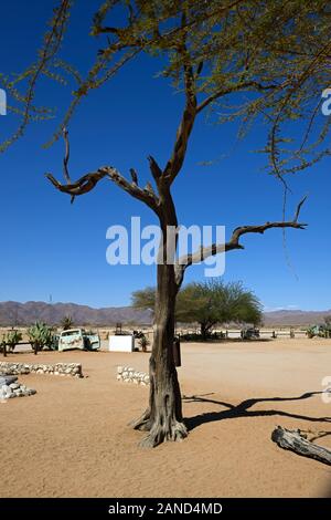 Versteinerte Akazie, Baum, Baumstamm, Wüste Dorf Solitaire, Solitaire Dorf, Khomas Region, in der Nähe des Namib-Naukluft-Nationalpark, Namibia, RM Ein Stockfoto