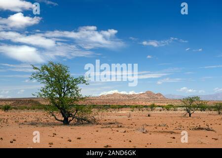 Gebrochene Akazien, Elefant Schäden, arib scrub Wüste, trockene Landschaft, Ugab Tal, Damaraland, Namibia, RM Afrika Stockfoto