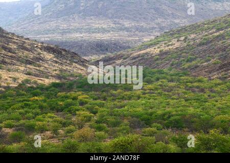 Wüste, Wälder, arib scrub Wüste, trockene Landschaft, Ugab Tal, Damaraland, Namibia, RM Afrika Stockfoto