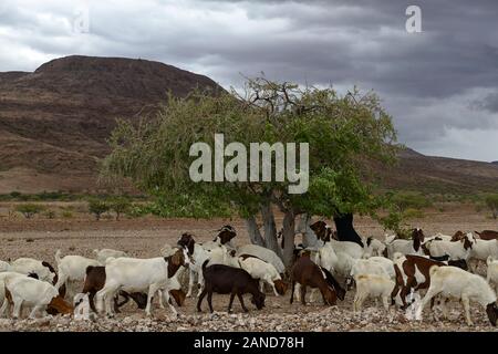 Ziege, Ziegen, Ziege Herde, essen, essen, Strauch, Baum, Blätter, Laub, arib scrub Wüste, trockene Landschaft, Ugab Tal, Damaraland, Namibia, RM Afrika Stockfoto