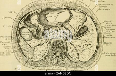 Der menschlichen Anatomie, einschließlich der Struktur und Entwicklung und praktische Erwägungen. l, vor allem an den Pyloric Ende, aber viele kleinere laufen in alldirections. Die epithelmm über der freien Oberfläche der Schleimhaut besteht aus eine einfache Schicht der hohen Säulig Elemente, aus.020-.030 mm in der Höhe, viele von Whichare Becher-Zellen bei der Produktion der Schleim der Schmierung der Magenfläche engagiert. Am Übergang von der Speiseröhre in den Magen, etwa 2-3 cm unterhalb der Membran, die undurchsichtige geschichteten Plattenepithel der Speiseröhre abrupt ändert sich in der l 622 HIMAX ANAT () M transparent Col Stockfoto