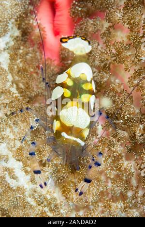 Anemone, shrim Periclimenes brevicarpalis, Moalboal, Cebu, Philippinen, Pazifischer Ozean Stockfoto