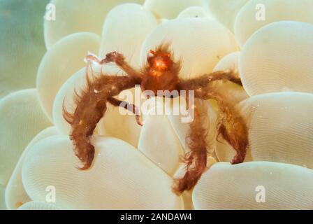 Orang Utan Krabbe, Achaeus japonicus, auf bubble Coral, Moalboal, Cebu, Philippinen, Pazifischer Ozean Stockfoto