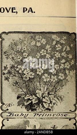 Unser neuer Leitfaden zur Rose Kultur: 1906. 112 Die DINGEE & CONARD CO., West Grove, PA.. Stockfoto