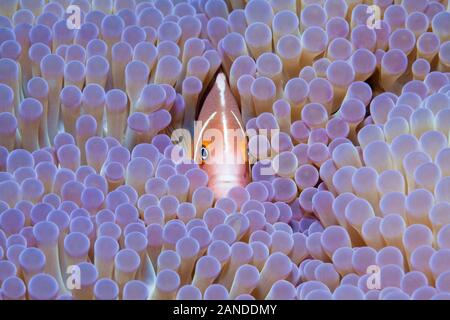 Rosa Anemonenfischen, Amphiprion perideraion, in seinem Wirt, prächtige Seeanemone, Heteractis magnifica, Gau, Lomaiviti, Fidschi, South Pacific Ocean Stockfoto