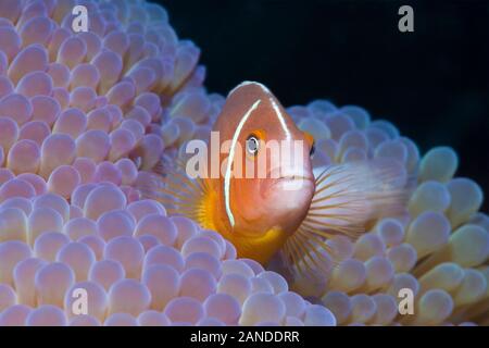 Rosa Anemonenfischen, Amphiprion perideraion, in seinem Wirt, prächtige Seeanemone, Heteractis magnifica, Gau, Lomaiviti, Fidschi, South Pacific Ocean Stockfoto