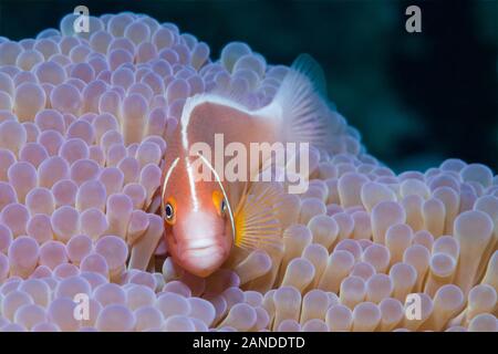 Rosa Anemonenfischen, Amphiprion perideraion, in seinem Wirt, prächtige Seeanemone, Heteractis magnifica, Gau, Lomaiviti, Fidschi, South Pacific Ocean Stockfoto