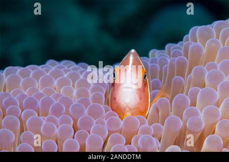 Rosa Anemonenfischen, Amphiprion perideraion, in seinem Wirt, prächtige Seeanemone, Heteractis magnifica, Gau, Lomaiviti, Fidschi, South Pacific Ocean Stockfoto