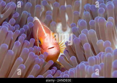 Rosa Anemonenfischen, Amphiprion perideraion, in seinem Wirt, prächtige Seeanemone, Heteractis magnifica, Gau, Lomaiviti, Fidschi, South Pacific Ocean Stockfoto