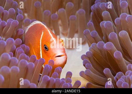 Rosa Anemonenfischen, Amphiprion perideraion, in seinem Wirt, prächtige Seeanemone, Heteractis magnifica, Gau, Lomaiviti, Fidschi, South Pacific Ocean Stockfoto