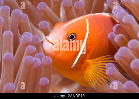 Rosa Anemonenfischen, Amphiprion perideraion, in seinem Wirt, prächtige Seeanemone, Heteractis magnifica, Makogai, Lomaviti, Fidschi, South Pacific Ocean Stockfoto