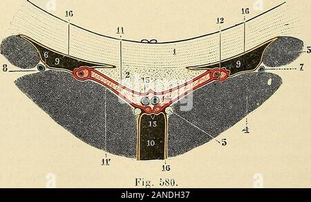 "Traité d'anatomie humaine. Abb. 579. Chiasma olfactif. 1, bulbe olfactif. - 2, bandelette olfaktorische. - 3, Commissure blanciie. - 4, 4, écorfe du lobetemporal. - 3, Chiasma olfactif, constitué bei Negri par: a, Fasern entrecroisées (en Noir). - 6, fibersconimissurales antérieures (en ronge). -C, fiberscomraissuralos postérieures (en bleu).. Coupé vertico-transvcrsale des ventricules Moyen et latéraux [schémaLiqué]. !, Corps calleux. - 2, trigone. - 3, noyau caudé. - 4, couche Optique. - 5, pédoncules antérieurs de la glandepinéale. - 6, lame cornée. - 7, veine du cojps strié. - 8, toenia Scmi - circularis. Stockfoto