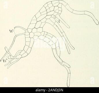 Organography von Pflanzen, insbesondere der archegoniatae und spermaphyta. Externe Bedingungen^ und dass die faserigen Form ist alwaysable zu günstigen Bedingun-gen der Erleuchtung, in der sameway wie diese erreicht oftenby die Sämlinge von Spermophytathrough die Längung der Hypo-cotyl. Jetzt in der Polypodiaceaethis filamentösen Bühne nicht oder onlyrarely, vermißte heraus auch in der mostfavorable Bedingungen^. Wenn die sporesgerminate eng zusammen Diese stagepersists mehr (Abb. 150, F), und die Verzweigung des notinfrequentlya threadmay stattfinden, wo die sporesgerminate Isolat Stockfoto