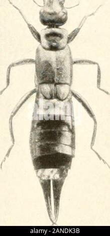 Wunder der Insekten; eine populäre Konto der Struktur und der Gewohnheit. Foto von] H. Baslin. Ohrwürmer. Dieser erweiterten Porträts zeigen Thi. Die relativen Unterschiede in der Größe betwei-ii tlicommon Arten und die kleinen earwig (Mitte); und der Kontrast betwceithe Form der Bremssättel der Männchen (links) und das Weibchen (rechts). &Gt; Ealiidnra ri]) Ana. Insekten von vergangenen Zeiten. 7; Stockfoto