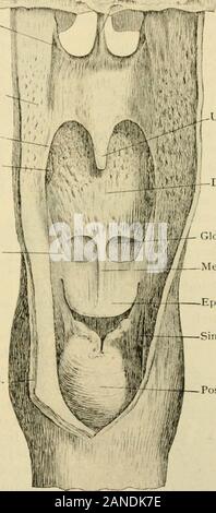 Der menschlichen Anatomie, einschließlich der Struktur und Entwicklung und praktische Erwägungen. Otherhand, sind zahlreich in tlie ujjper teil, knapp l:) eh^v; sie Er j) artly innerhalb von themucosa antl teilweise in der submuköse Gewebe und zwischen den muskulösen bündelt. Thecharacter des ijharyn^ eal e]) ithelium variiert in Dith-mieten, Städte und Gemeinden. In der nasalpharyn. x Die geschichtete ciliated säulenförmige Zellen der Nase Fossa sind weiterhin als thecoverin ^j Der pharynjj; eal Schleimhaut, während der oro-Rachen withstratified Plattenepithel aus dem Mund weiter gekleidet ist. Die zuletzt genannten typeof Epithel lik Stockfoto