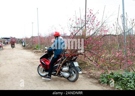 Nhat tan, Hanoi, Vietnam, Jan 15, 2020: Pfirsich Blumen blühen in Nhat Tan Garten - ist eine der beliebtesten Blume an Tet Festival in Vietnam. Luna Stockfoto