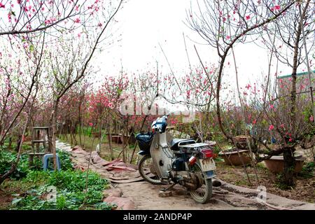 Nhat tan, Hanoi, Vietnam, Jan 15, 2020: Pfirsich Blumen blühen in Nhat Tan Garten - ist eine der beliebtesten Blume an Tet Festival in Vietnam. Luna Stockfoto