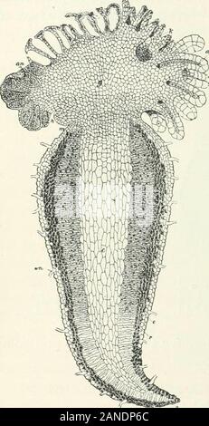 Organography von Pflanzen, insbesondere der archegoniatae und spermaphyta. h antheridia andarchegonia zusammen Vorkommen auf theprothallus ^ und wie in den meisten Pteridophytathe antheridia erscheinen früher (Abbn. 140, Aii 141,^) als die archegonia und asregards ihren Entstehungsort lessrestricted sind als die beingfound archegonia, sowohl auf dem Nocken und uponthe Körper des prothallus. Die Arche - gonia sind dem meristemimmediately unter der Krone der Lappen beschränkt. Die von prothallus chlorophyllous Lycopodiumsalakense ist ähnlich, hat aber keine Krone der Lappen oder nur anindication dieser und vielleicht Thi Stockfoto