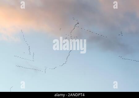 Himmel und Wolken mit hohem Schnee Gänse fliegen Flug Stränge Stockfoto