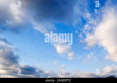 Himmel und Wolken mit hohem Schnee Gänse fliegen Flug Stränge Stockfoto