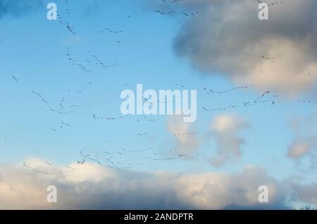 Himmel und Wolken mit hohem Schnee Gänse fliegen Flug Stränge Stockfoto