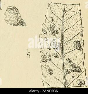 Les zoocécidies des Plantes d'Afrique, d'Asie et d'Industriegüter: Beschreibung des Galles, Illustration, Bibliographie détaillée, répartition géographique, Index bibliographique. Stockfoto