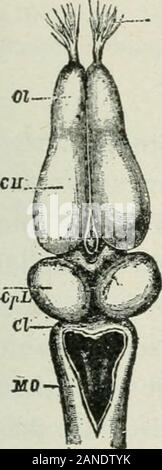 Anfänger "Zoologie. Abb. 258. - Frösche Blut (vergrößerte 2500 Bereiche). Rote Zellen oval, Kernhaltigen, andlarger als menschliche Blutzellen. Kerne vonzwei wliite Zellen sichtbar in der Nähe von Zentrum. (Pea - Körper.) und nur solche Tiere sind warm-Blooded. Das reinere {d.h. Die moreoxygenated) das Blut ist, desto größer ist die Oxidation und Wärme. Die roten Blutkörperchen in einem Frösche blutreinigend sind oval und größer als thoseof Mann. Sind alle Kernhaltigen? (Abb. 258.) Die Strömung von/^^^ rtinthe Web eines Frösche Fuß ist eine markante und interessanten Anblick. Vielleicht ist es einfach, indem ein kleiner Frosch in einem feuchten Tuch und layingit mit einem Fuß Erweiterungen gezeigt Stockfoto